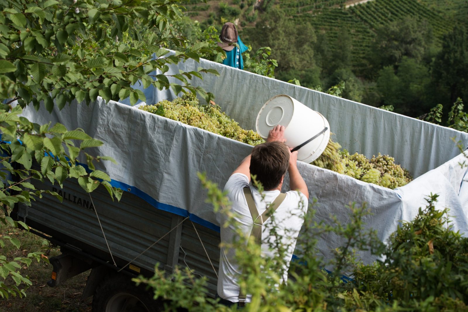 Chicco fresco di vendemmia