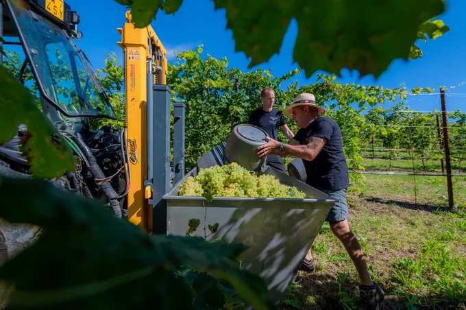 La via dell'Amicizia - Wine Experience