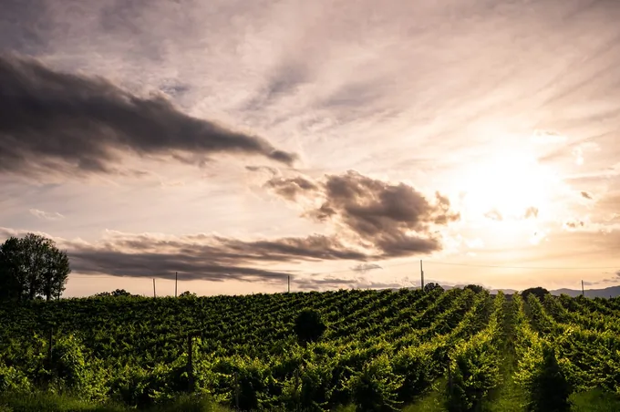 Tra Radici, Cantina e Prosecco Superiore: visita con degustazione