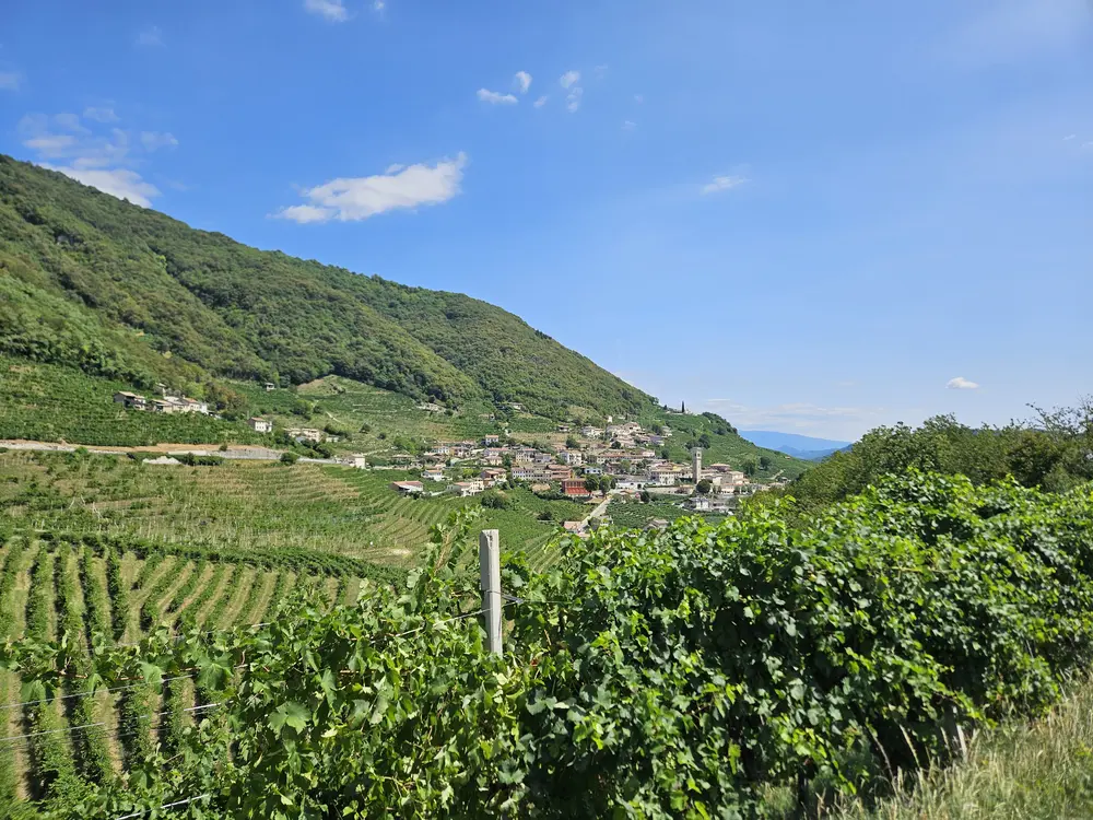Vigneti in pendenza a Santo Stefano