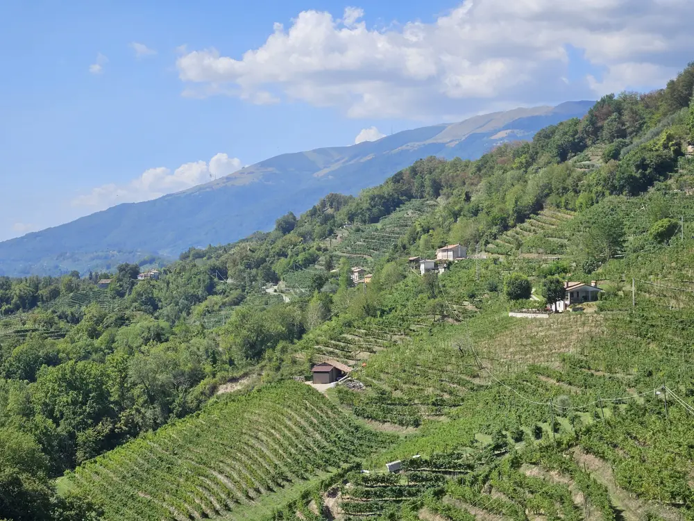 Vigneti terrazzati visti da Rolle