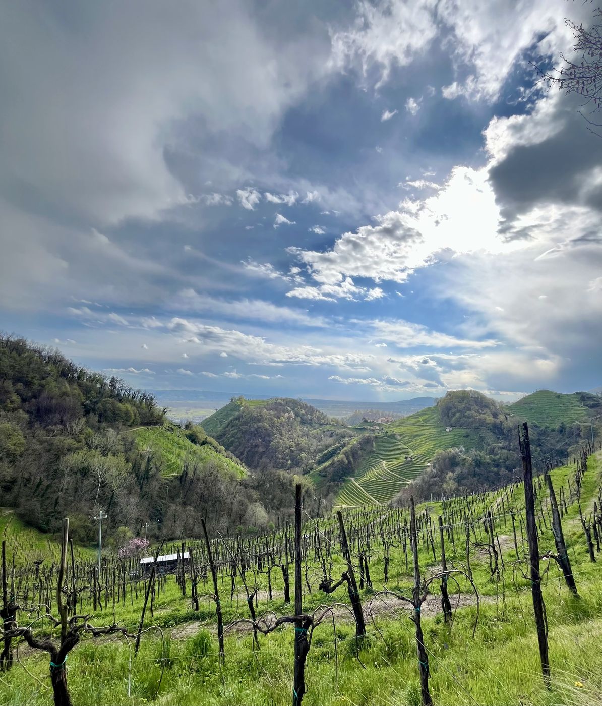 Vineyards on the hills of Conegliano Valdobbiadene, a UNESCO World Heritage Site