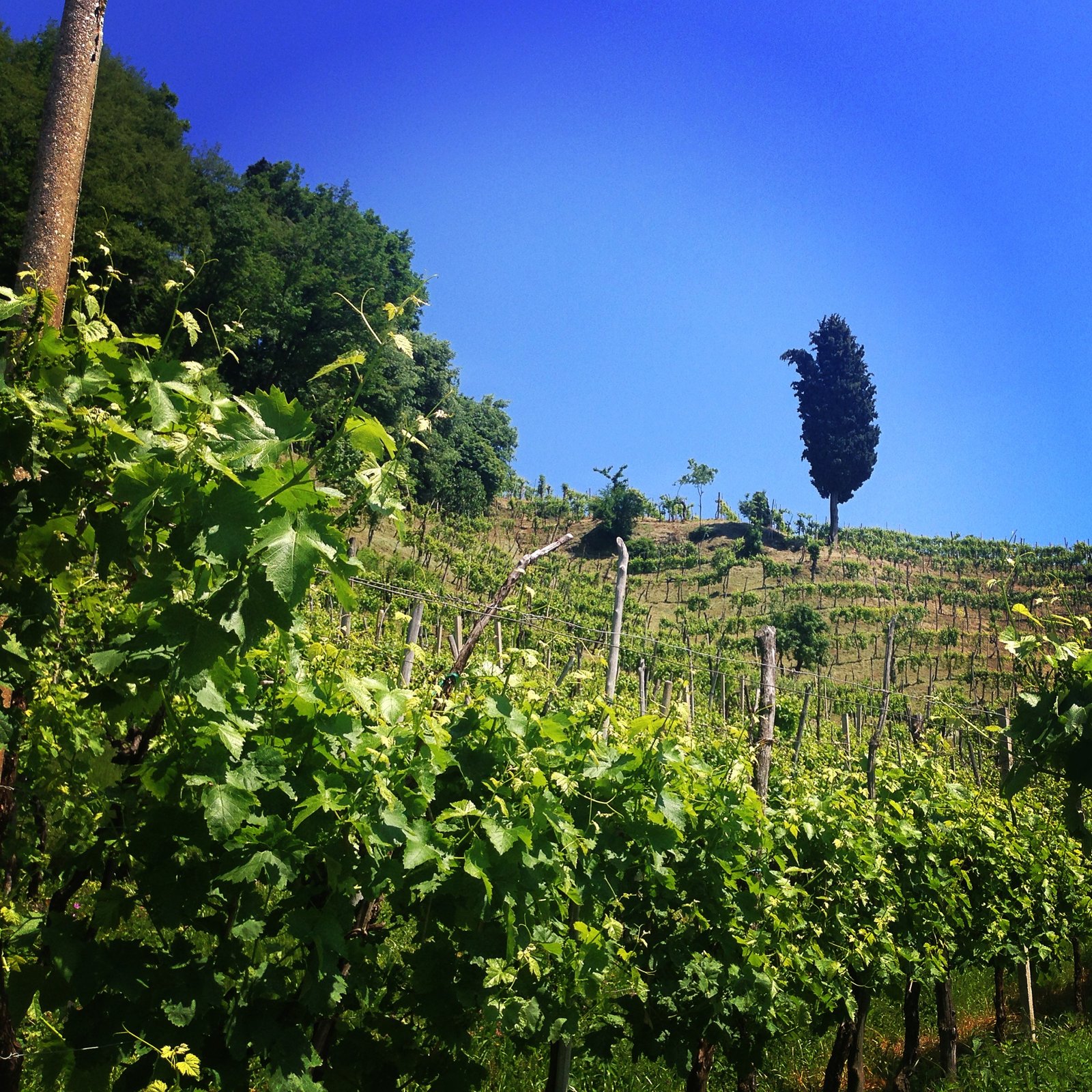 Vigneto tra i filari nel Prosecco Superiore DOCG