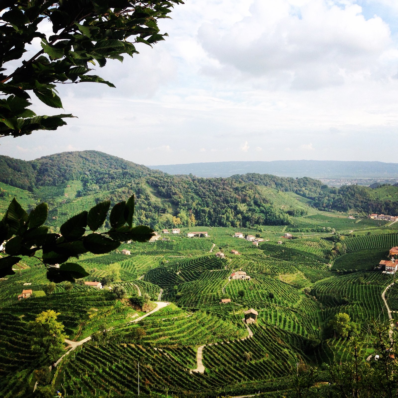 Colline dorate del Prosecco DOCG con borgo sullo sfondo