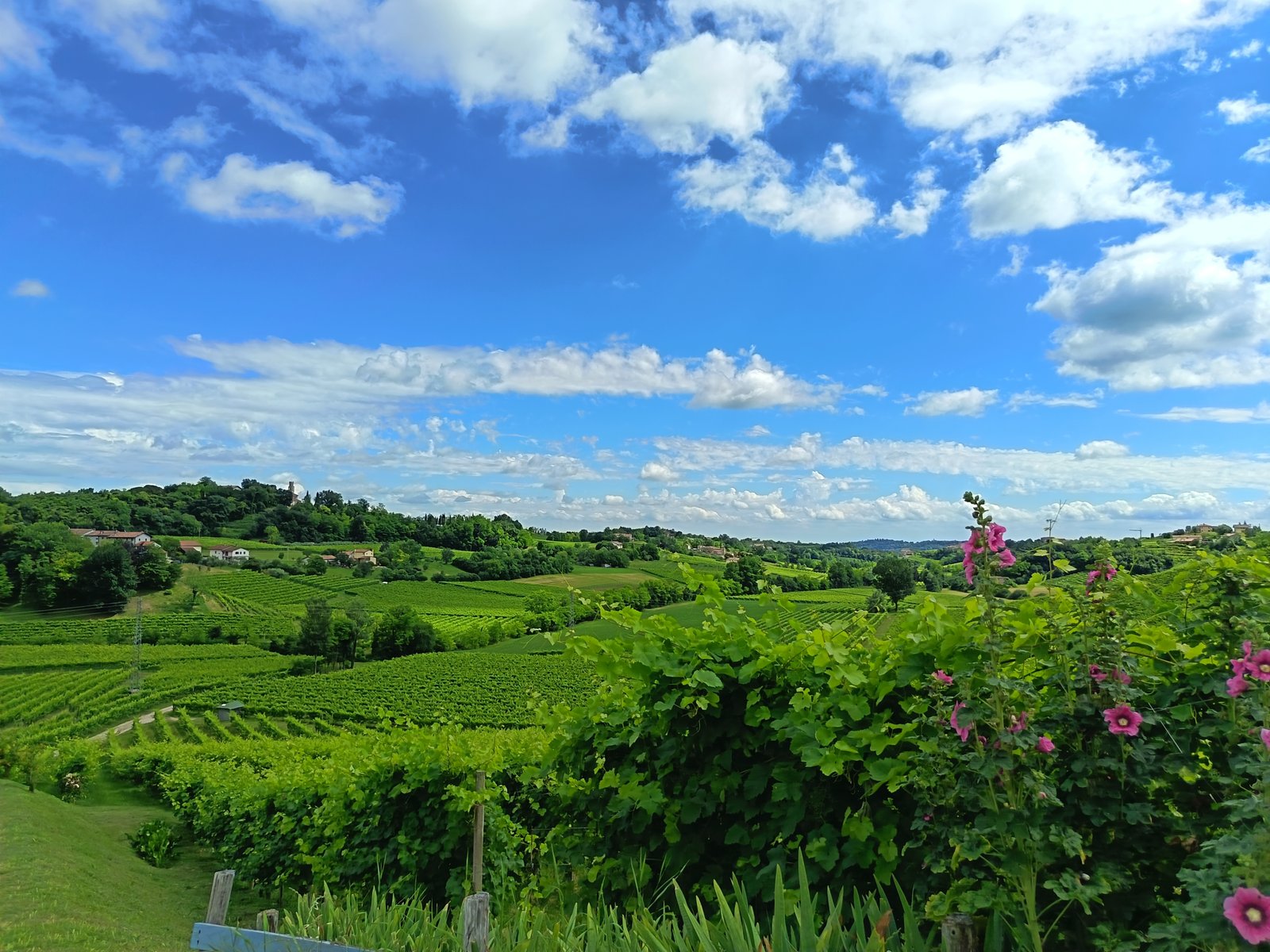 Panorama delle colline del Prosecco Superiore DOCG, patrimonio UNESCO