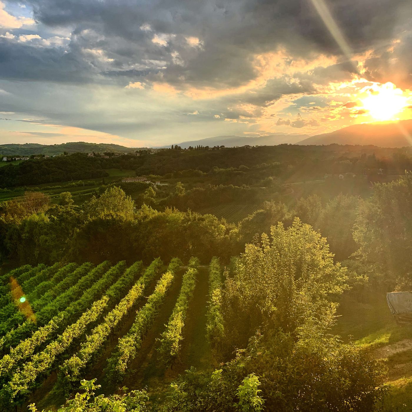 Vigneti tra le colline del Prosecco Superiore DOCG