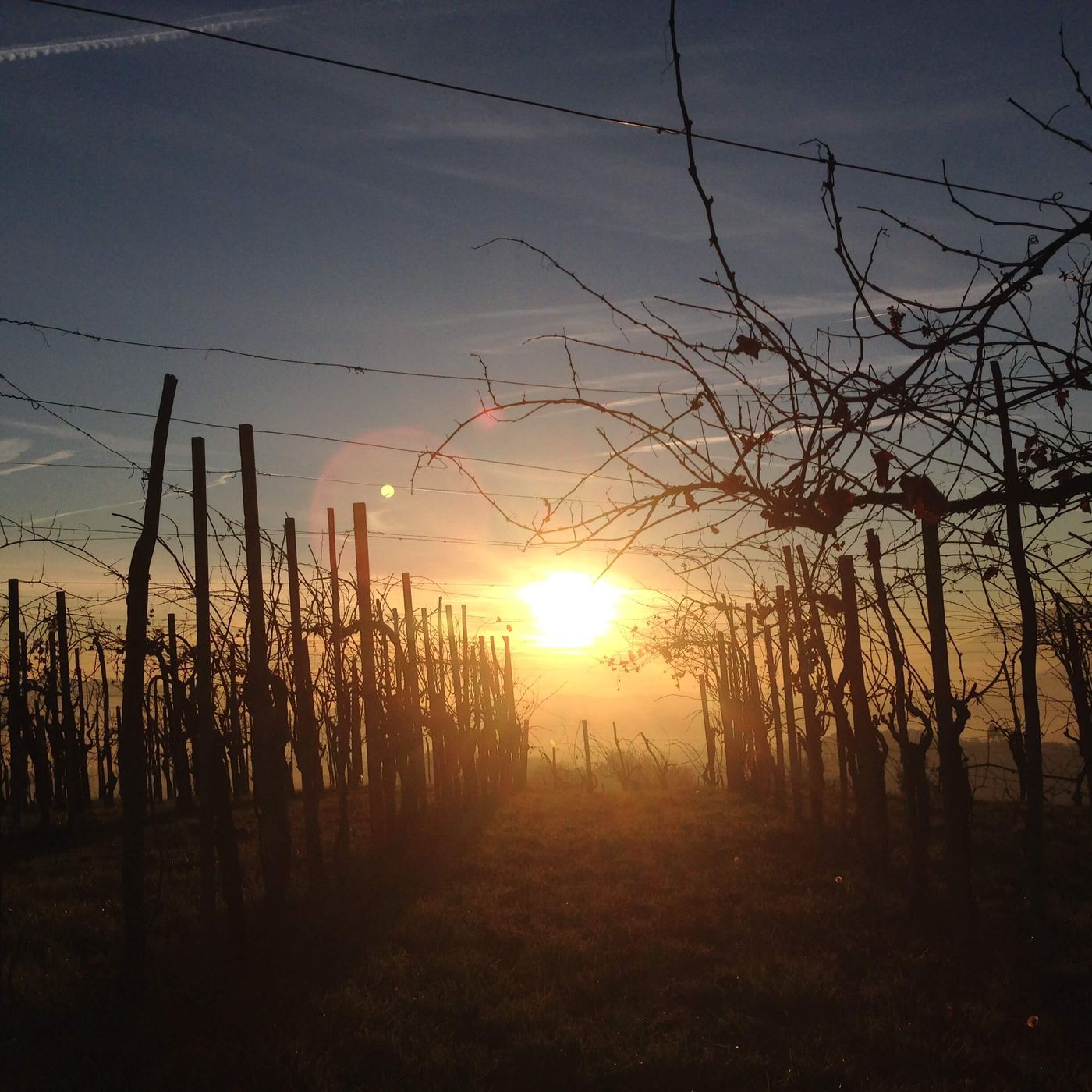 Vineyards among the hills of Prosecco Superiore DOCG