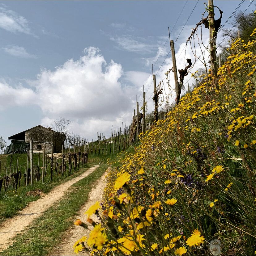 Terraced vineyards in the Prosecco Superiore DOCG hills
